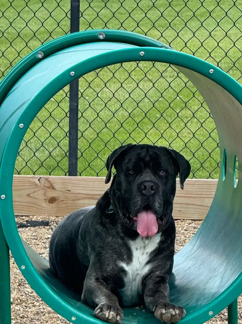 Black dog with tongue out sitting inside green play tunnel